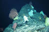Biodiversity 1850 metres below the surface