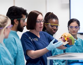 Five medical students examine a skull with colour-coded portions