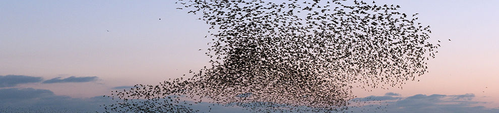 Detail from Christopher Stevens Murmuration of Starlings (detail), flock in dramatic shape across the sky over the sea in Hove