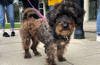 dog-walking-scheme
