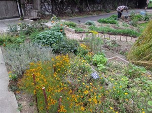 Dye Garden
