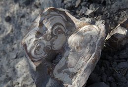 Past-humans-silcrete
